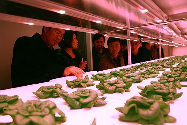 5参观地下植物工厂.jpg 5参观地下植物工厂.jpg